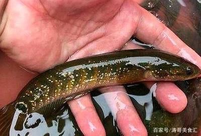 雷龍魚和七星魚的區別（雷龍魚與七星魚的區別）