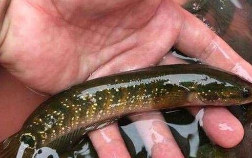 雷龍魚和七星魚的區別（雷龍魚與七星魚的區別）