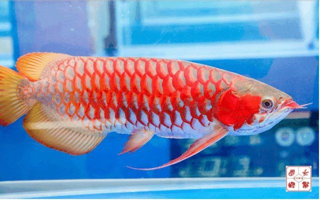 上海龍魚大賽獲獎名單公布時間