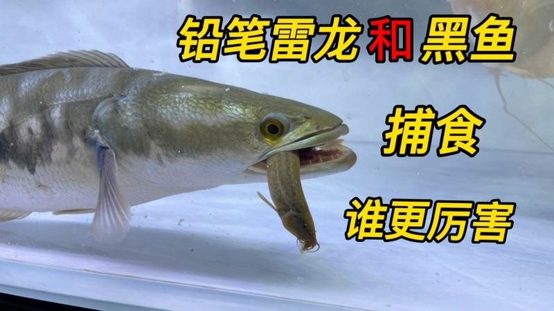 黑魚和龍魚哪個兇猛一點兒