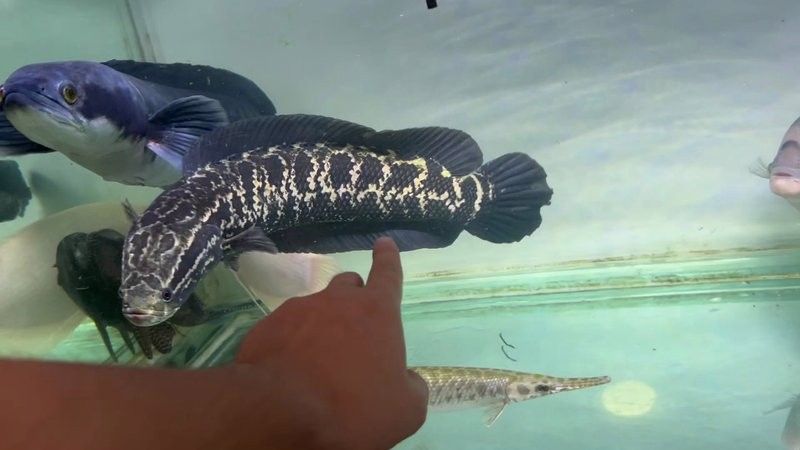 黑魚和龍魚哪個兇猛一點兒