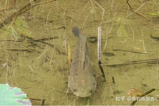 黑魚和龍魚哪個兇猛一點兒