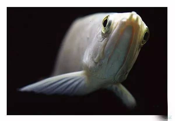 龍魚級別怎么分：龍魚的等級劃分