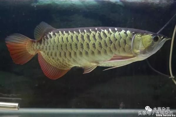 龍魚級別怎么分：龍魚的等級劃分