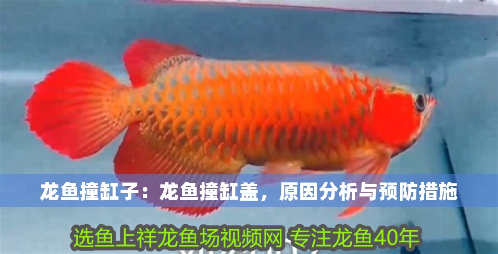 龍魚撞缸子：龍魚撞缸蓋，原因分析與預(yù)防措施