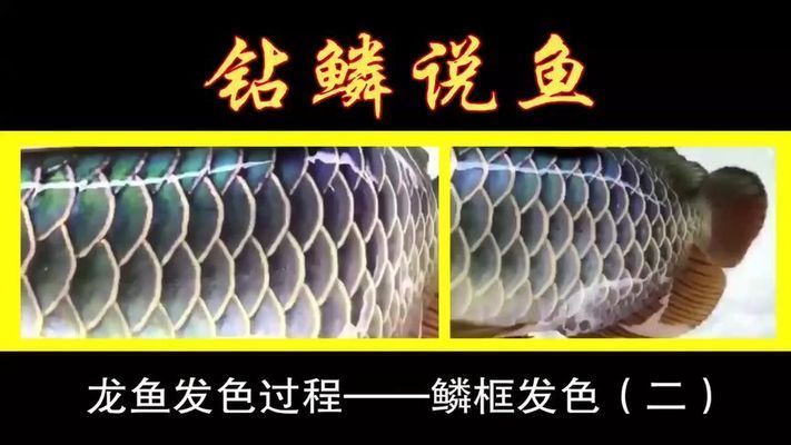 龍魚發色過程圖解視頻播放：龍魚發色過程圖解視頻