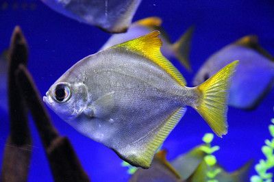 黃鰭鯧能和龍魚一起養嗎怎么養的好：黃鰭鯧和龍魚可以混養嗎