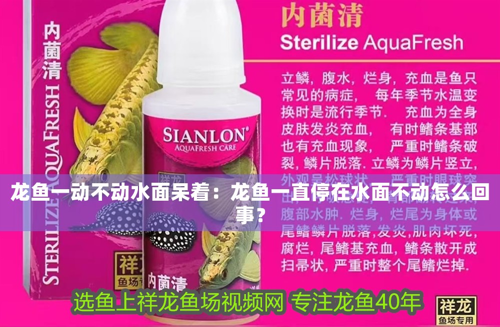 龍魚一動不動水面呆著：龍魚一直停在水面不動怎么回事？