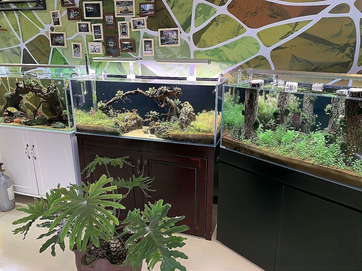 雷龍魚能和銀龍魚混養嗎