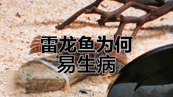 哪些行為表明雷龍魚不健康？