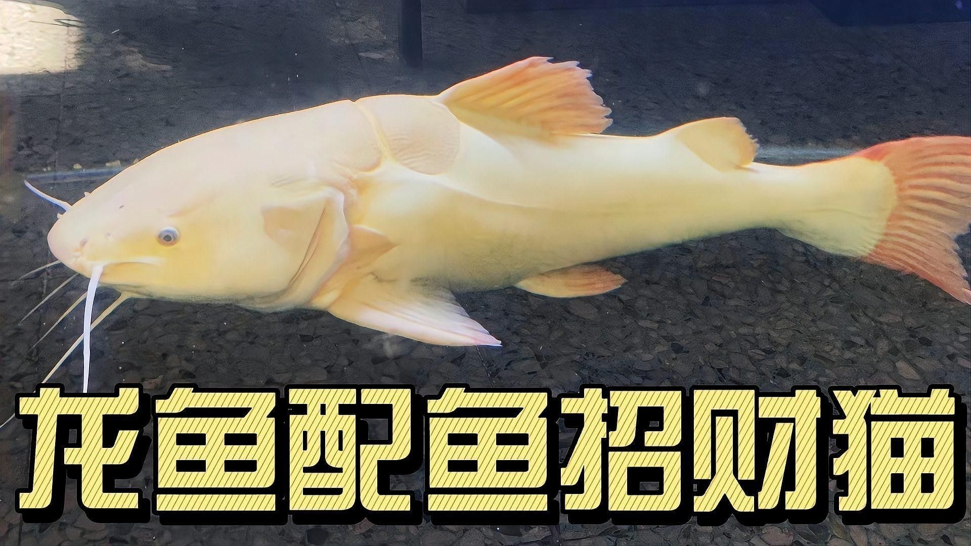 紅尾貓魚(yú)和龍魚(yú)混養(yǎng)