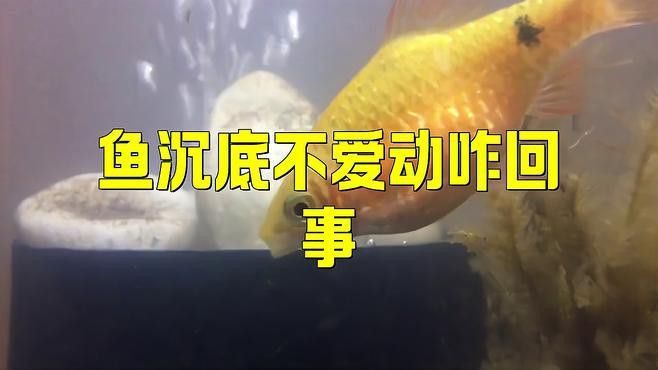 如何判斷曼龍魚是否患病？