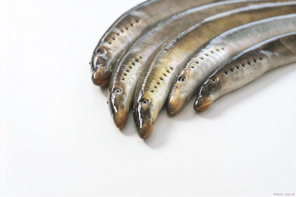 如何判斷曼龍魚是否患病？