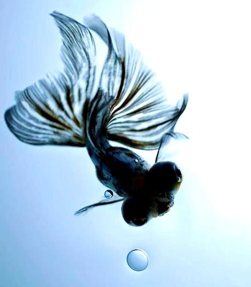 如何區分不同品種的龍睛魚？