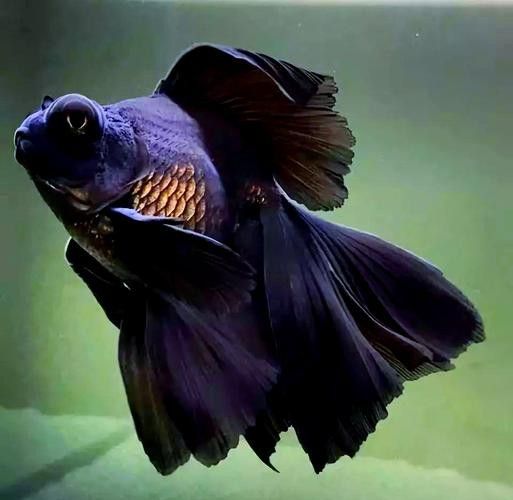 如何區分不同品種的龍睛魚？