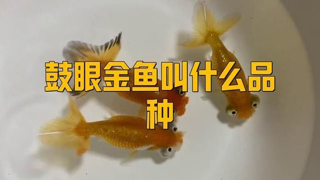 如何區分不同品種的龍睛魚？