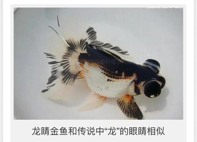 如何區分不同品種的龍睛魚？