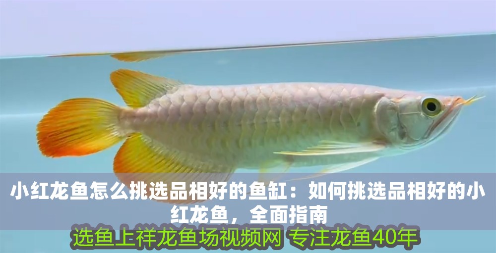 小紅龍魚怎么挑選品相好的魚缸：如何挑選品相好的小紅龍魚，全面指南