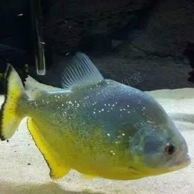 龍魚和藍鯊可以一起養嗎：龍魚和藍鯊可以一起養嗎龍魚和藍鯊混養注意事項