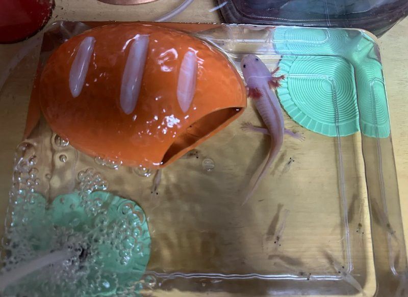 恐龍魚好養嗎價錢多少錢一條啊