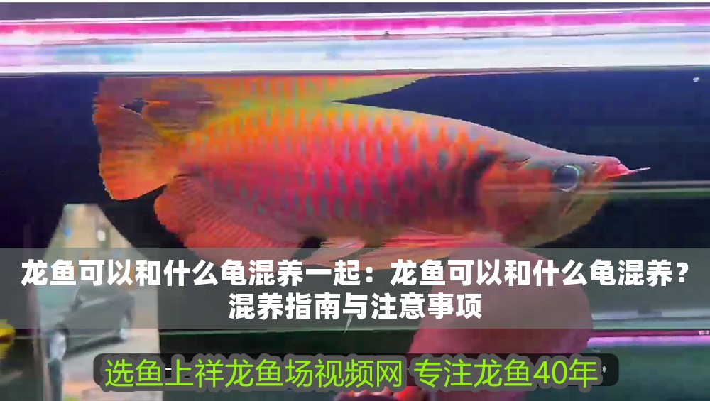 龍魚可以和什么龜混養(yǎng)一起：龍魚可以和什么龜混養(yǎng)？混養(yǎng)指南與注意事項(xiàng)