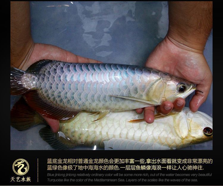 龍魚吃活魚好還是冷凍魚好一點：龍魚喂食活魚和冷凍魚各有優缺點