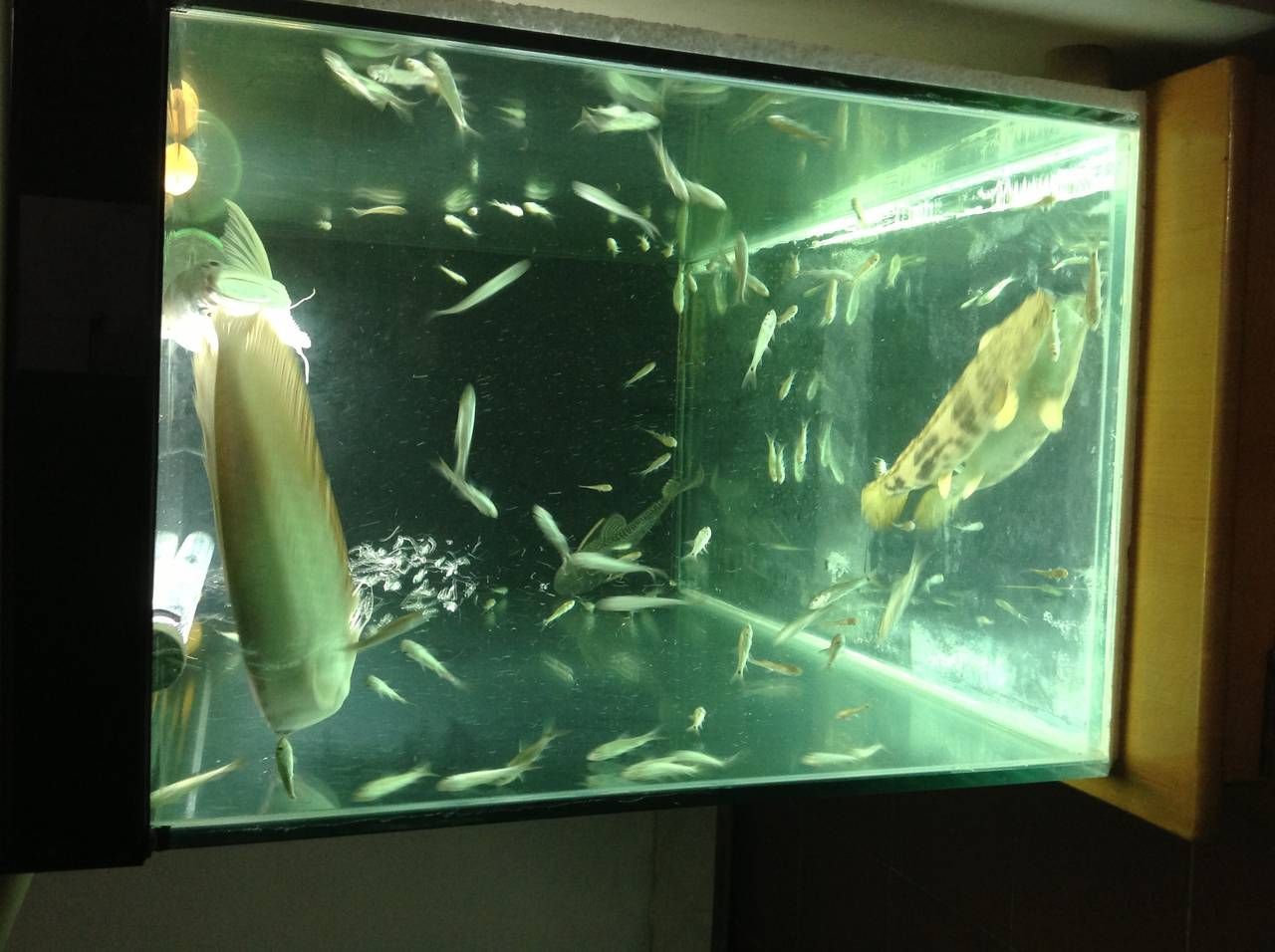 銀龍魚一年能長多大（銀龍魚在第一年內可以增長50-80厘米）