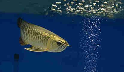 銀龍魚一年能長多大（銀龍魚在第一年內可以增長50-80厘米）