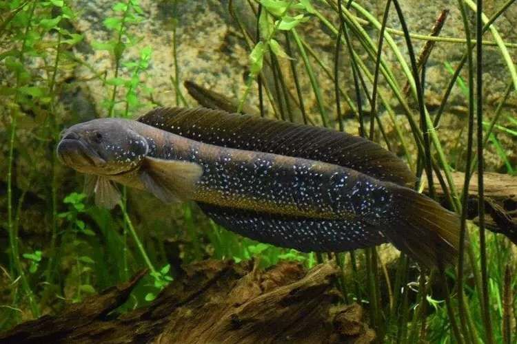 雷龍魚顏值排行貼吧（雷龍魚品種顏值排行）