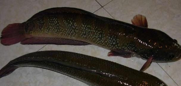 雷龍魚顏值排行貼吧（雷龍魚品種顏值排行）