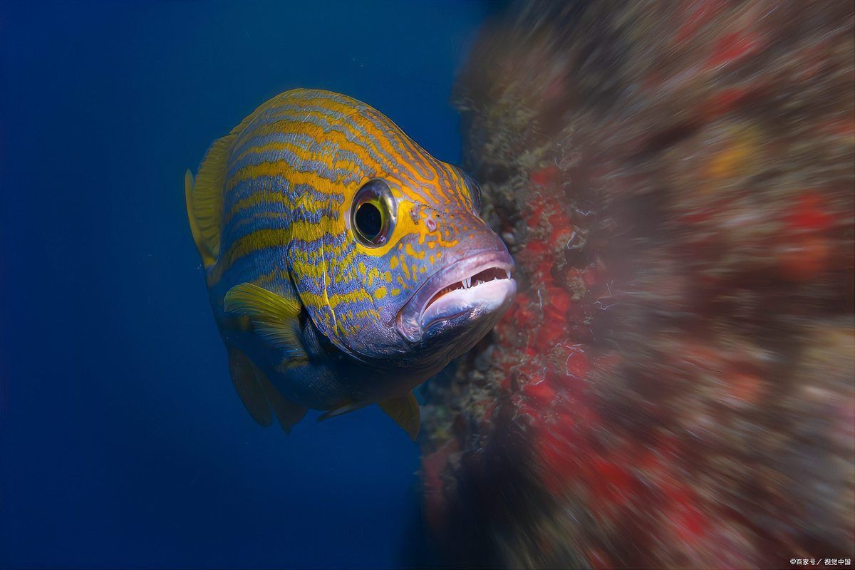 恐龍魚吃上浮飼料嗎
