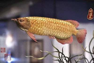 畫金龍魚的大師級(jí)作品是什么畫金龍魚的大師作品是什么：畫金龍魚的大師作品