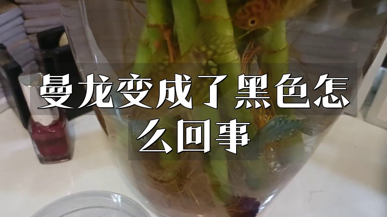 曼龍魚有什么顏色