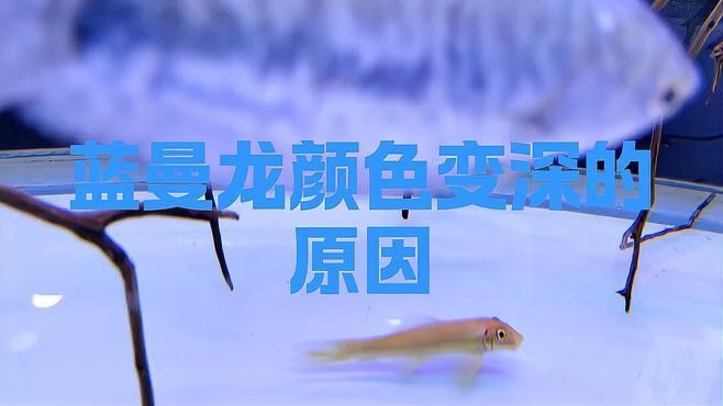 曼龍魚有什么顏色