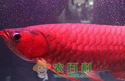 紅龍魚最適宜的水質(zhì)條件是什么：紅龍魚什么水質(zhì)最好養(yǎng)活