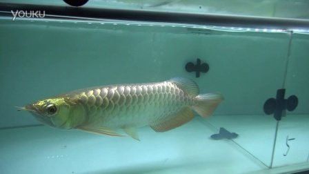紅龍魚一年能長多大啊視頻播放
