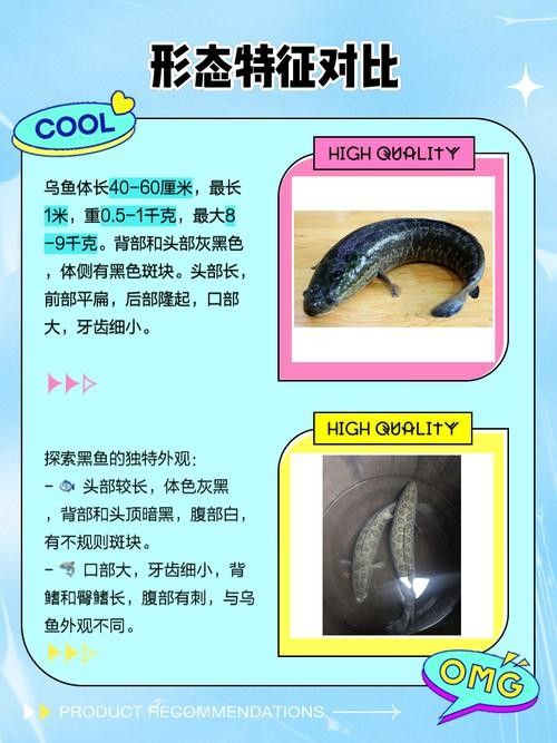 龍魚有黑色的嗎
