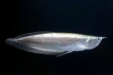 龍魚有黑色的嗎