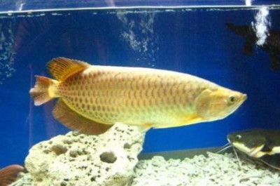 星點龍魚飼料選擇指南：星點龍魚飼料品牌推薦