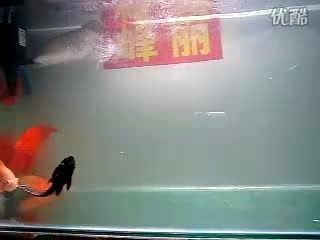 星點龍魚飼料選擇指南：星點龍魚飼料品牌推薦