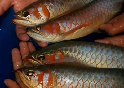 廣東紅龍魚漁場（廣東地區紅龍魚十大漁場排名）