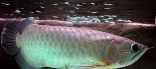 龍魚眼球變白的原因：龍魚眼球變白怎么辦