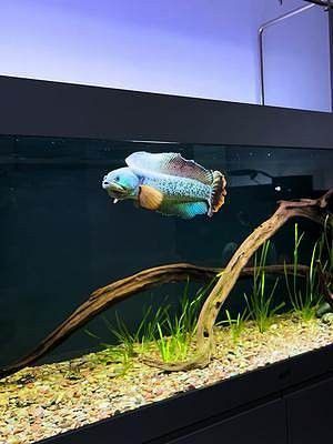 雷龍魚環(huán)境布置