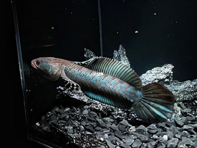 雷龍魚環(huán)境布置
