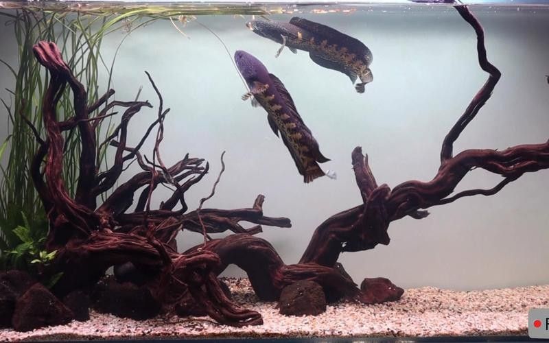 雷龍魚環(huán)境布置