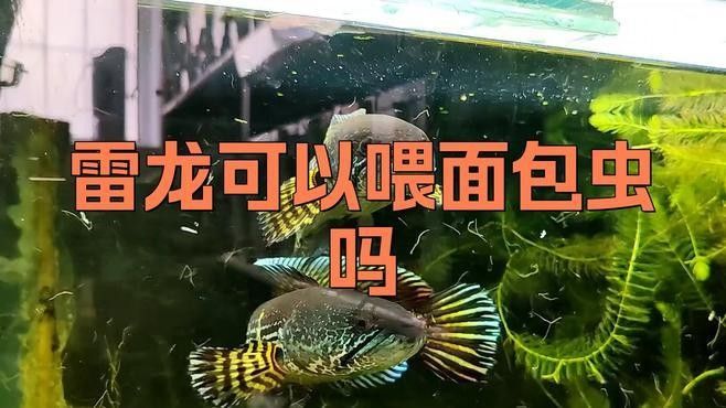 雷龍魚可以喂面包蟲嗎