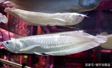 養一條銀龍魚有什么寓意？：養一條銀龍魚寓意好嗎