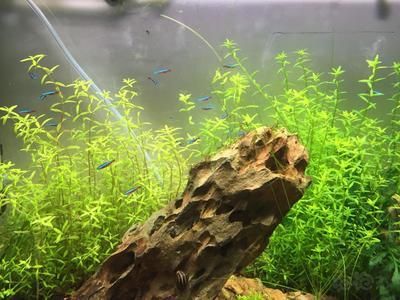 水族箱光照時間如何控制：如何選擇水族箱燈光顏色