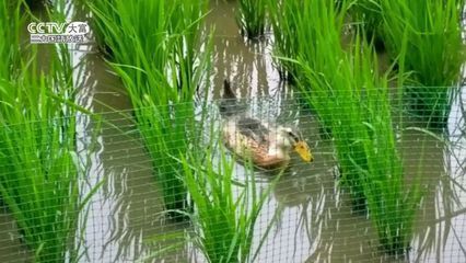 金龍魚活魚怎么養，金龍魚的飼養方法