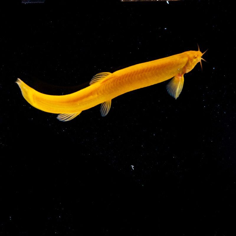 金龍魚活魚怎么養(yǎng)，金龍魚的飼養(yǎng)方法